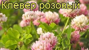 Клевер розовый 0,25кг