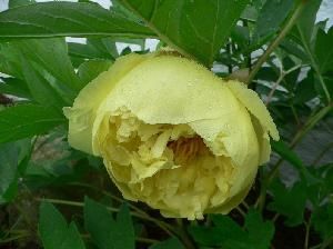 Пион Йеллоу молочноцветковый уп 1шт (луковицы) Kebol 5049