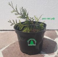 Туя европейская Брабанд, 40-60 см, 3С