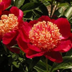 Пион Сворд Дэнс молочноцветковый уп 1шт (луковицы) Kebol 9780
