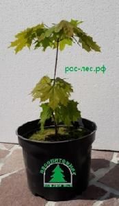 Клен остролистный, 20-40 см, 3С