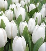 Тюльпаны Вайт Дрим 10шт (луковицы) Kebol 5038