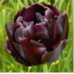Тюльпаны Блэк Хиро 5шт (луковицы) Kebol 0222