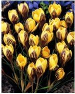 Крокусы Джипси Гёрл ботанические 20шт (луковицы) Kebol 8159