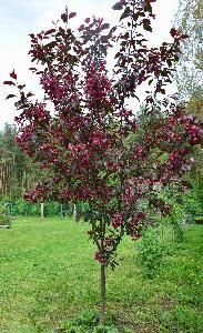 Яблоня декоративная, пурпурная, 0,7-1,3 м, 7С 