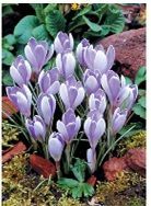 Крокусы Вангуард крупноцветковые 20шт (луковицы) Kebol 1229