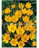 Крокусы Дороти ботанические 20шт (луковицы) НВМ2259
