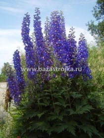 Дельфиниум Адабар культурный уп 1шт (луковицы) Kebol 5578