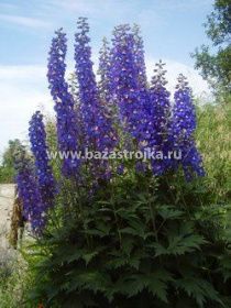 Дельфиниум Адабар культурный уп 1шт (луковицы) Kebol 5578