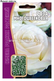 Роза Многоцветковая Белая  7шт