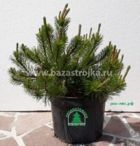 Сосна горная Мугус,10-30см, 3С