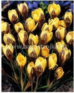 Крокусы Джипси Гёрл ботанические 20шт (луковицы) Kebol 8159