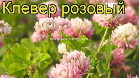 Клевер розовый 0,25кг
