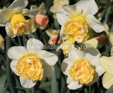 Нарциссы Вейв махровые 5шт (луковицы) Kebol 9928