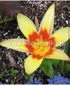 Тюльпаны Корона 10шт (луковицы) Kebol 3184