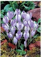 Крокусы Вангуард крупноцветковые 20шт (луковицы) Kebol 1229