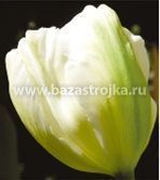 Тюльпаны Ап Вайт 10шт (луковицы) НВМ2744