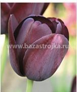 Тюльпаны Нэшинэл Вельвет 5шт (луковицы) Kebol 2195