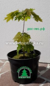 Клен остролистный, 20-40 см, 3С