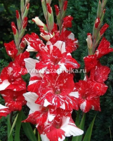 Гладиолус Зизани уп 5шт (луковицы) Kebol 2509