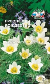 Прострел Рождество  0,1гр