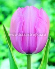 Тюльпаны Дизайн Импрешин 10шт (луковицы) Kebol 3027
