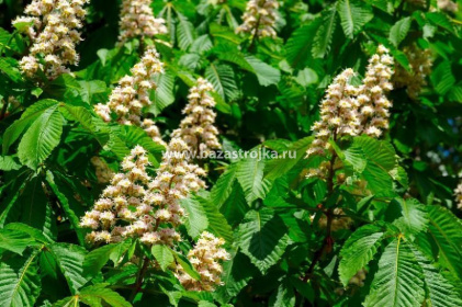 Каштан конский, 10-30 см, 3С