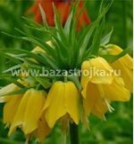 Рябчик Фритиллярия императорский Лютея 1шт (луковицы) Kebol 0299