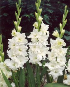 Гладиолус Снови Раффл крупноцветковый уп 5шт (луковицы) Kebol 8745