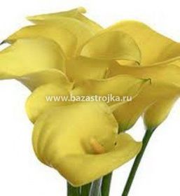 Калла Саншайн уп 1шт (луковицы) Kebol 8363