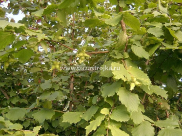 Лещина (орешник-фундук) зелёная, 20-40 см, 3С