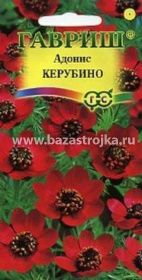 Адонис летний Керубино  0,2гр (Гавриш)