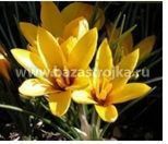 Крокусы Королкови 20шт (луковицы) Kebol 1284