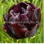 Тюльпаны Блэк Хиро 5шт (луковицы) Kebol 0222