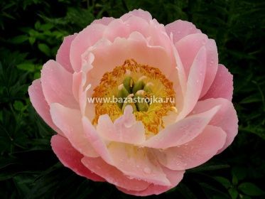 Пион Пинк Джевел уп 1шт (луковицы) Kebol 5882
