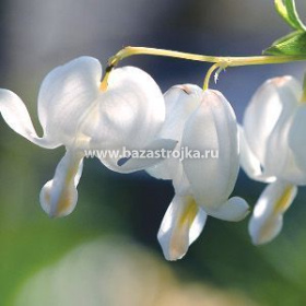 Дицентра Вайт великолепная уп 1шт (луковицы) Kebol 9953