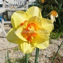 Нарциссы Дабл Фэшн 5шт (луковицы) Kebol 0696