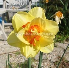 Нарциссы Дабл Фэшн 5шт (луковицы) Kebol 0696