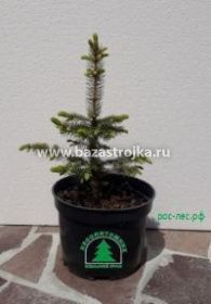 Ель колючая голубая, 06-1,0 м, 3С