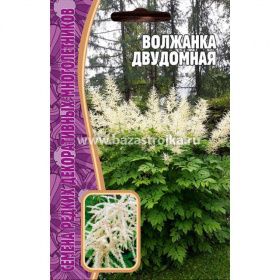 Волжанка двудомная  50шт