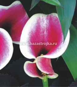 Калла Аскари  уп 1шт (луковицы) Kebol 9502