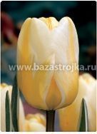Тюльпаны Джап Грот 10шт (луковицы) НВМ7963