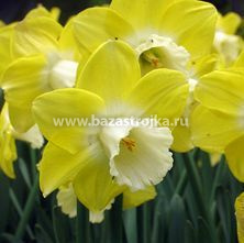 Нарциссы Авалон крупнокорончатые 5шт (луковицы) Kebol 9881