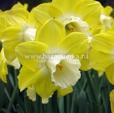 Нарциссы Авалон крупнокорончатые 5шт (луковицы) Kebol 9881