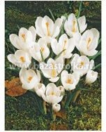 Крокусы Жанна Д'Арк 20шт (луковицы) Kebol 1277