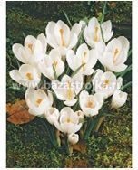 Крокусы Жанна Д'Арк 20шт (луковицы) Kebol 1277