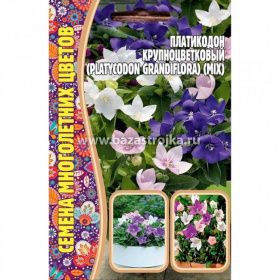 Платикодон крупноцветковый  25шт