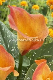 Калла Пэшин Фрут рехмани уп 1шт (луковицы) Kebol 3209