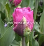 Тюльпаны Абигэйл 10шт (луковицы) Kebol 6575