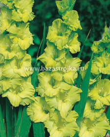 Гладиолус Грин Стар уп 10шт (луковицы) Kebol 8982